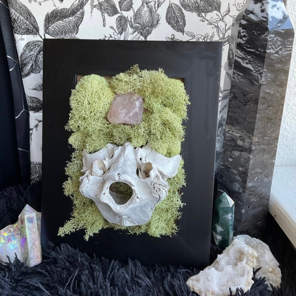 Framed deer vertebrae